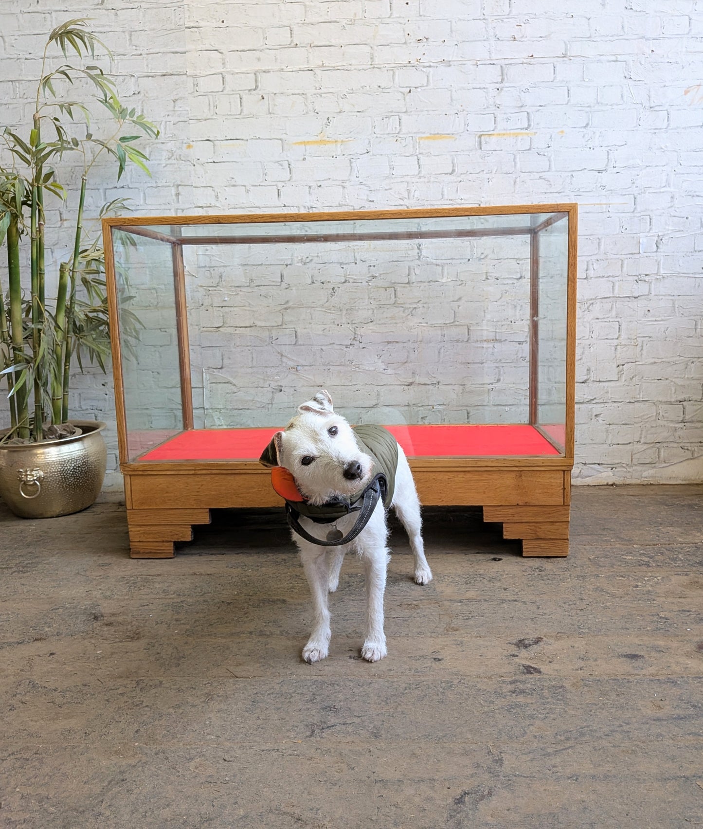 1920s 30s Vintage Art Deco Oak Glazed Haberdashery Shop Display Counter Cabinet
