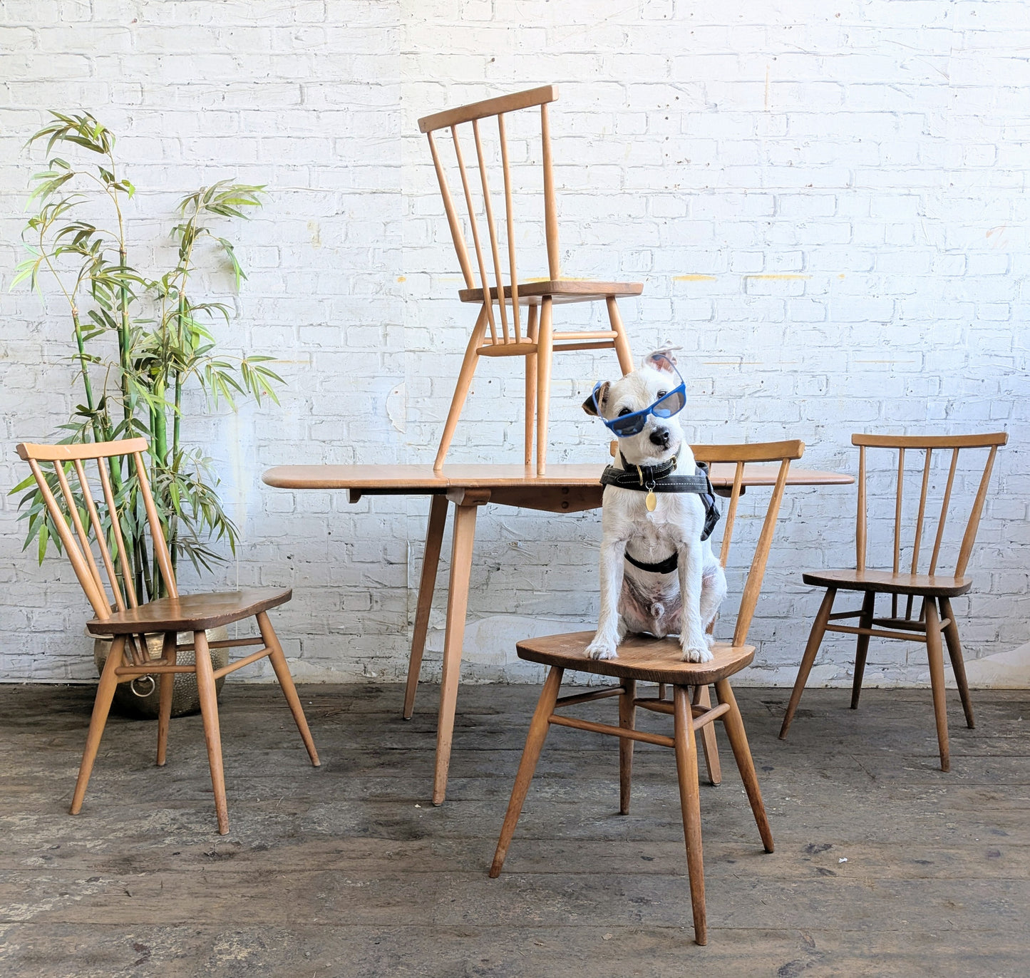 4 Mid Century Modern Ercol All Purpose Chairs and Ercol Drop Leaf Kitchen Bistro Cafe Dining Table